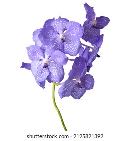 Ilustración vectorial de la flor de orquídea vanda azul.