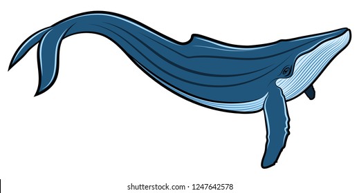 Vector illustration of Blue whale