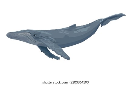 Vector illustration of a blue whale isolated on a white background
