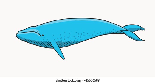 Vector illustration of blue whale, isolated on white.