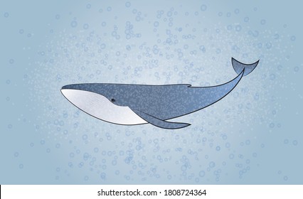 Vektorgrafik, blauer Wal auf graublauem Hintergrund, realistisches Unterwassertier.