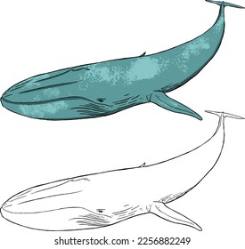Ilustración vectorial de una ballena azul, un tipo de ballena. Adecuado para el aprendizaje de los medios de comunicación, de los libros infantiles, de los libros de coloración, etc.