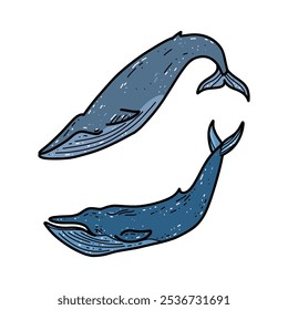 Vector illustration blue whales isolated on a white background for icon, logo, badge, cards, poster, banner, website