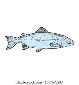 Vector illustration of blue whole raw salmon in sketch style - hand drawn freshwater edible fish with spots isolated on white background for seafood restaurant or market design.