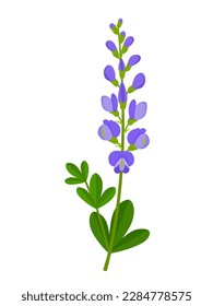 Vector illustration, blue wild indigo baptisia australis, isolated on white background.