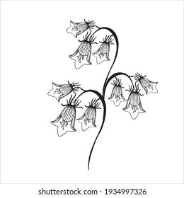 Vector illustration. Bluebell flower hand draw vintage style. Black and white clip art isolated on white background. Blossom meadow flowers ink stile.