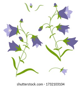 Vector illustration of Bluebell flowers on white background. Botanical illustration and floral design elements.