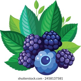 vector illustration of blueberries and blackberry