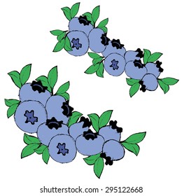 vector illustration of blueberries blueberry
