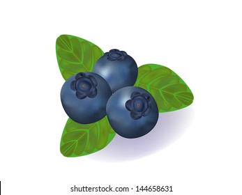 vector illustration of the blueberries with the green leaves.