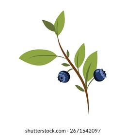  Vector Illustration Blueberry Branch Design