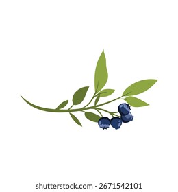  Vector Illustration Blueberry Branch Design
