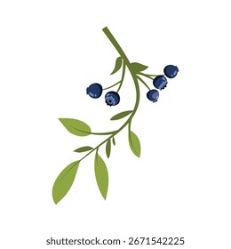  Vector Illustration Blueberry Branch Design