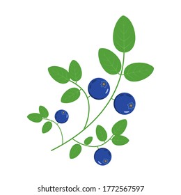 Vector illustration of a blueberry branch on a white background. Flat design.