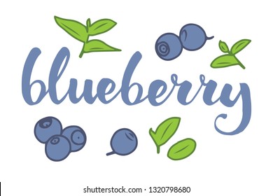 vector illustration of blueberry and leaf design with lettering blueberry background white EPS10
