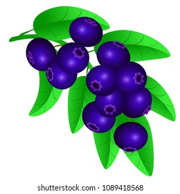 Vector illustration of a blueberry on a twig isolated on white background. For decoration of banners, leaflets, labels, brochures, websites.