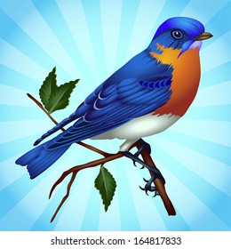 vector illustration of bluebird