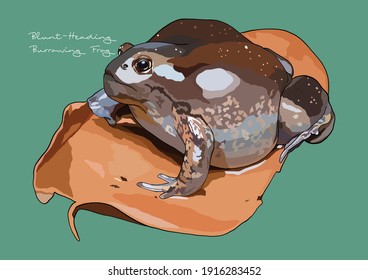 Vector Illustration of Blunt-Heading Burrowing Frog