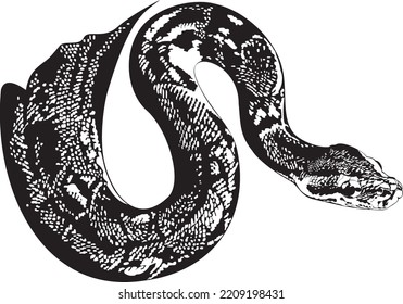 ilustración vectorial Serpiente de Boa sobre un fondo blanco