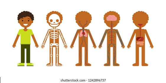 Vector illustration of body anatomy. Human skeleton, circulatory system, nervous system and digestive system.