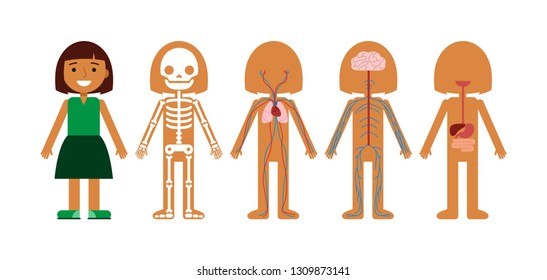 Vector illustration of body anatomy . Human skeleton, circulatory system, nervous system and digestive system. For teaching aid, animation, explainer, infographics. Option 2