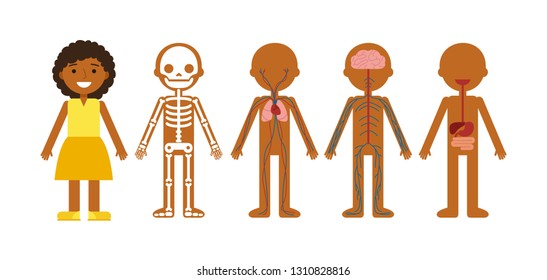 Vector illustration of body anatomy . Human skeleton, circulatory system, nervous system and digestive system. For teaching aid, animation, explainer, infographics. Option 3