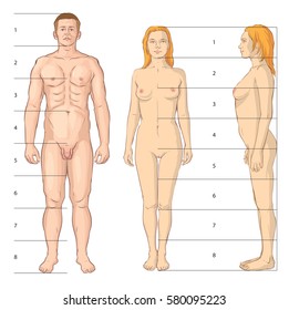Vector illustration of Body art proportions. Suitable for artists.