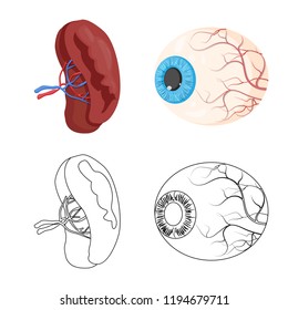 Vector illustration of body and human icon. Collection of body and medical stock vector illustration.
