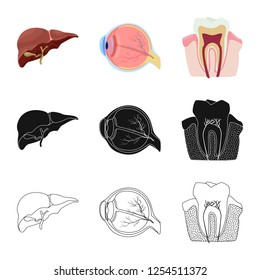 Vector illustration of body and human icon. Collection of body and medical stock symbol for web.