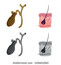 Vector illustration of body and human icon. Set of body and medical stock vector illustration.