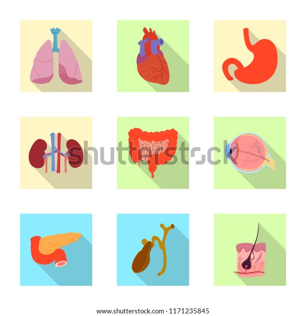 Vector Illustration Body Human Icon Set Stock Vector (Royalty Free ...