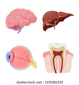 Vector illustration of body and human logo. Collection of body and medical stock symbol for web.