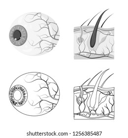 Vector illustration of body and human logo. Collection of body and medical vector icon for stock.