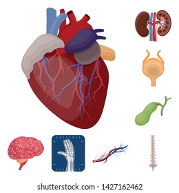 Vector illustration of body and human logo. Set of body and medical vector icon for stock.