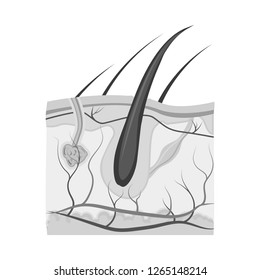 Vector illustration of body and human sign. Collection of body and medical vector icon for stock.