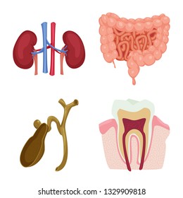 Vector illustration of body and human sign. Collection of body and medical stock symbol for web.