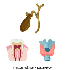 Vector illustration of body and human symbol. Collection of body and medical vector icon for stock.
