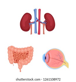 Vector illustration of body and human symbol. Collection of body and medical stock symbol for web.