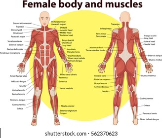 Vector Illustration Body Muscles Anatomy Stock Vector (Royalty Free ...