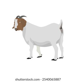 Vector illustration of boer goat in cartoon flat style. Farming domestic animal for breeding, dairy and meat. Goat digital resources for logo, symbol, icon, poster, infographic