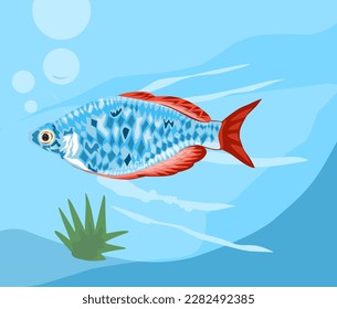 vector illustration of Boesemani rainbow fish