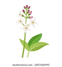 Vector illustration, Bogbean flower, scientific name Menyanthes trifoliata, isolated on white background.