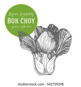 Vector illustration of bok choy. Asian cabbage. Hand drawn with ink vintage illustration