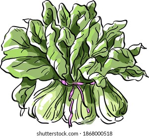 Vector illustration with bok choy, salad, greens, vegan, vegetarian