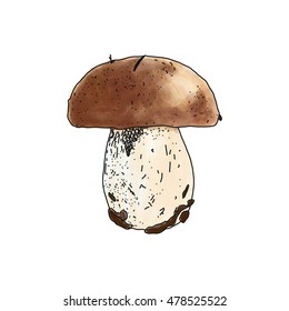 Vector illustration of Boletus edulis mushroom