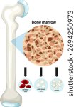 Vector illustration of bone marrow anatomy, showing red blood cells, white blood cells, and platelets