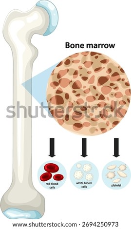 Vector illustration of bone marrow anatomy, showing red blood cells, white blood cells, and platelets