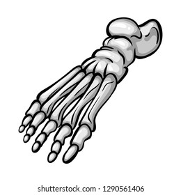 Vector illustration of bone and skeleton sign. Set of bone and human stock vector illustration.