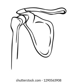 Vector illustration of bone and skeleton sign. Set of bone and human stock symbol for web.