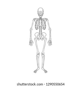 Vector illustration of bone and skeleton symbol. Collection of bone and human stock vector illustration.